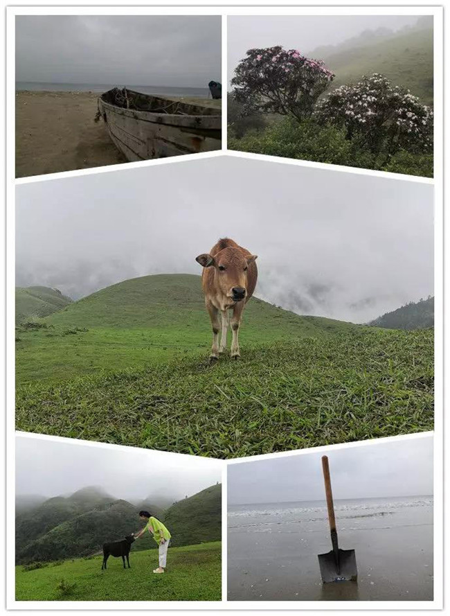 5月1日，陽西藍袍藍看海，陽春雞籠頂?shù)巧劫p高山杜鵑