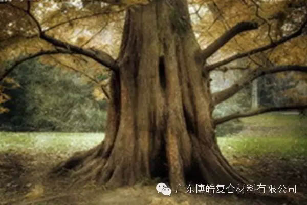 【博皓感悟】欲為大樹，莫與草爭(zhēng)-4