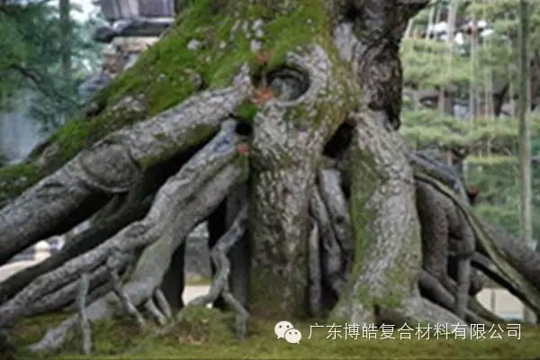 【博皓感悟】欲為大樹，莫與草爭(zhēng)-5