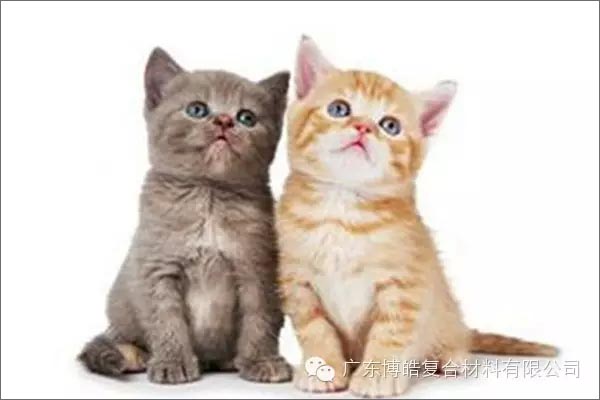 白貓黑貓，抓住老鼠就是好貓